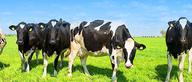 甄选高品质奶源 甄选高品质奶源